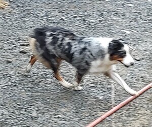 Mother of the Australian Shepherd puppies born on 11/19/2024