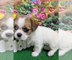 Small #4 Shih Tzu
