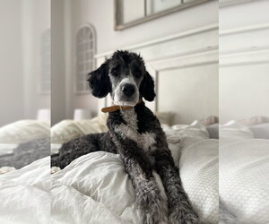 Bernedoodle Dogs for adoption in Strongsville, OH, USA