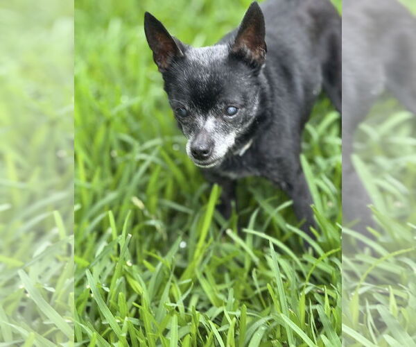Medium Photo #4 Chipin Puppy For Sale in Euless, TX, USA