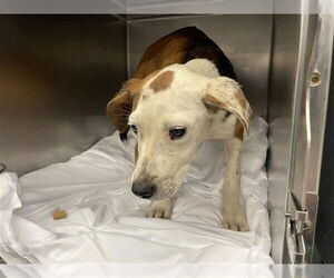 American Pit Bull Terrier-Unknown Mix Dogs for adoption in Waco, TX, USA