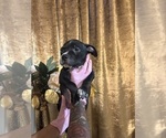 Small #5 American Bully