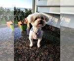 Small #3 Bichon Frise
