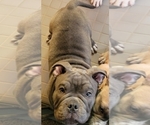 Small Photo #4 American Bully Puppy For Sale in MARTELL, NE, USA
