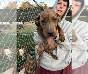 Plott Hound Dogs for adoption in garner, NC, USA