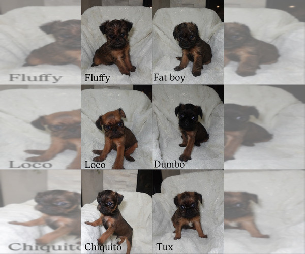 Medium Photo #1 Brussels Griffon Puppy For Sale in FONTANA, CA, USA