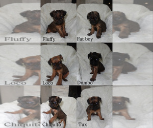 Brussels Griffon Puppy for sale in FONTANA, CA, USA