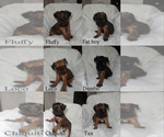 Small Brussels Griffon