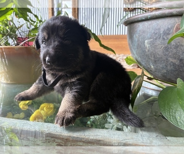 Medium Photo #2 German Shepherd Dog Puppy For Sale in SANDUSKY, OH, USA