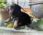 Small #1 German Shepherd Dog