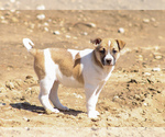 Small Photo #3 Jack Russell Terrier-Mutt Mix Puppy For Sale in BOSCOBEL, WI, USA