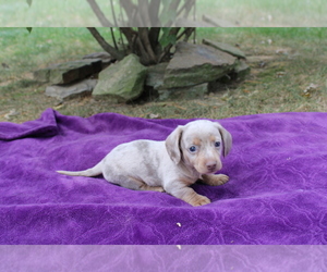 Dachshund Puppy for sale in BLOOMINGTON, IN, USA