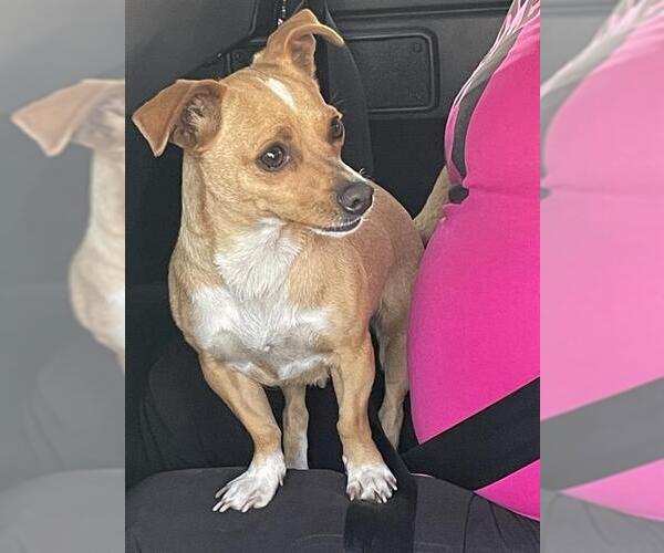 Medium Photo #1 Chihuahua-Unknown Mix Puppy For Sale in San Antonio, TX, USA