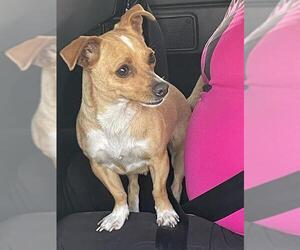 Chihuahua-Unknown Mix Dogs for adoption in San Antonio, TX, USA