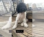 Small Photo #6 Poodle (Standard) Puppy For Sale in OLIN, IA, USA