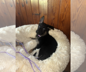 German Shepherd Dog Litter for sale in JAX, FL, USA