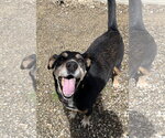 Small #1 Beagleman