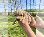 Puppy Light Blue Golden Retriever