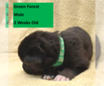Small #9 German Shepherd Dog