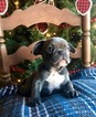 Small Photo #1 French Bulldog Puppy For Sale in PURDY, MO, USA