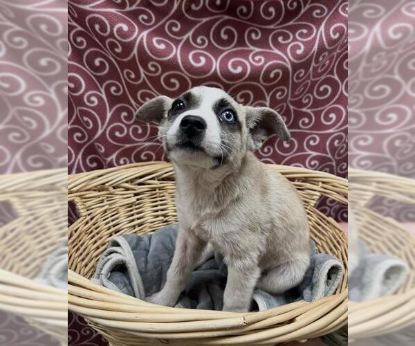 Medium Photo #1 Mutt Puppy For Sale in Rosenberg, TX, USA