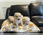 Small Photo #3 Golden Retriever Puppy For Sale in WATERBURY, CT, USA