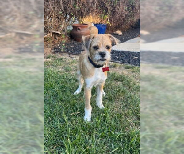 Medium Photo #2 Mutt Puppy For Sale in San Diego, CA, USA