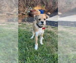 Small #1 Mutt