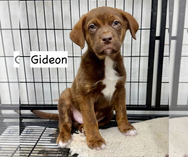 Medium Photo #1 Boxador Puppy For Sale in GILBERTS, IL, USA