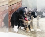 Small Photo #17 Border Collie-Golden Retriever Mix Puppy For Sale in OVERLAND PARK, KS, USA