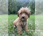 Small #16 Poodle (Miniature)