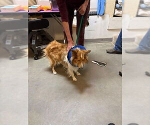 Mutt Dogs for adoption in Pueblo West, CO, USA