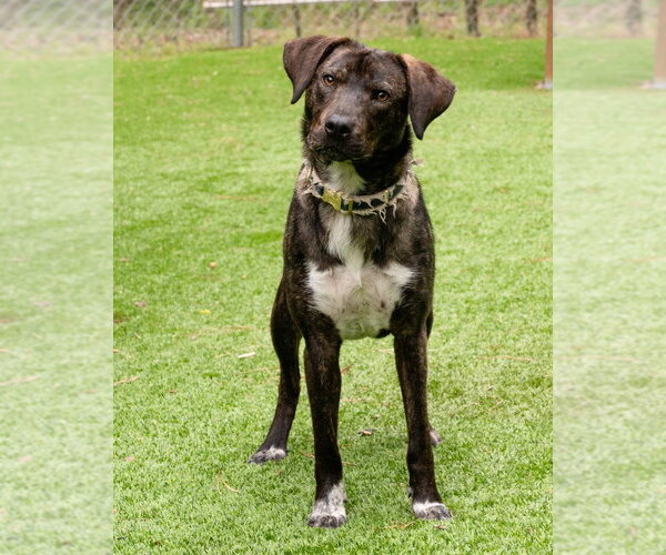 Medium Photo #15 Mountain Cur-Unknown Mix Puppy For Sale in Ellijay, GA, USA