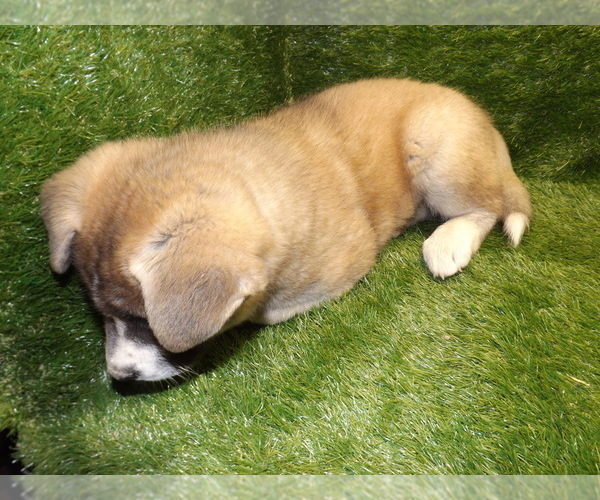 Medium Photo #2 Akita Puppy For Sale in ROLLA, MO, USA