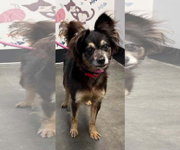 Medium Photo #3 Colonial Cocker Spaniel-Unknown Mix Puppy For Sale in Milner, GA, USA
