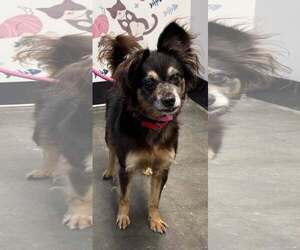 Ripley - Male Colonial Cocker Spaniel-Unknown Mix Dog for Adoption - Photo #3