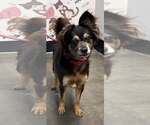 Small Photo #3 Colonial Cocker Spaniel-Unknown Mix Puppy For Sale in Milner, GA, USA