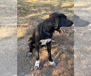 Vader Dot *LOCAL* - Male Labrador Retriever-Unknown Mix Dog for Adoption - Photo #5