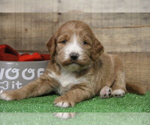 Irish Doodle Puppy for sale in BACONE, OK, USA