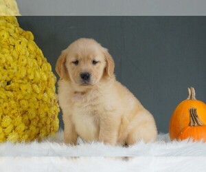 Golden Retriever Puppy for sale in FREDERICKSBURG, OH, USA