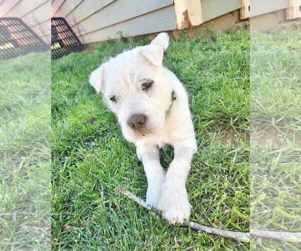 Medium Photo #7 Rus-A-Pei Puppy For Sale in Fultonham, NY, USA