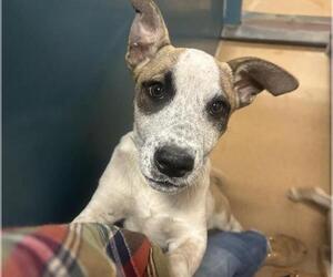 German Shepherd Dog-Unknown Mix Dogs for adoption in Martinez, CA, USA