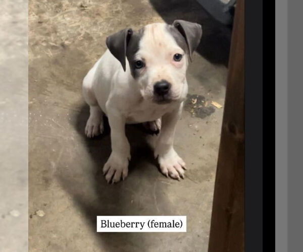 Medium Photo #4 American Pit Bull Terrier-Unknown Mix Puppy For Sale in Cary, NC, USA
