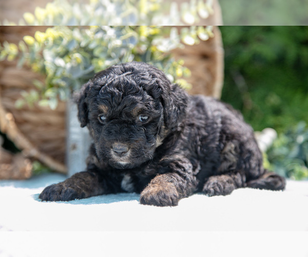Medium Photo #2 Miniature Bernedoodle Puppy For Sale in BREMEN, IN, USA