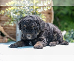 Small #1 Miniature Bernedoodle