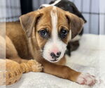 Small Labrador Retriever Mix