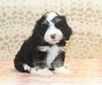 Small #3 Miniature Bernedoodle