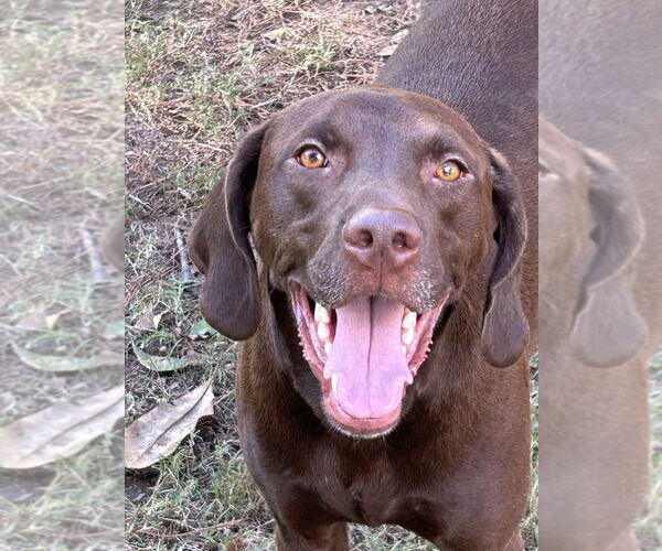 Medium Photo #4 Labrador Retriever-Unknown Mix Puppy For Sale in Boston, MA, USA
