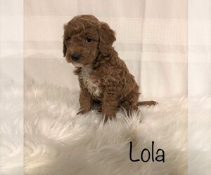 Goldendoodle-Poodle (Miniature) Mix Puppy for sale in FREDERICKSBG, OH, USA