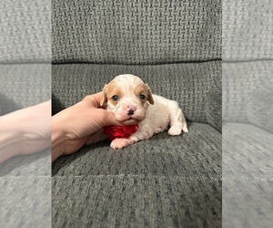 Cavapoo (Toy) Puppy for sale in JEFFERSONVILLE, IN, USA